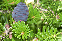 Abies koreana